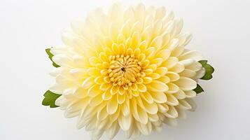 Foto von schön Chrysantheme Blume isoliert auf Weiß Hintergrund. generativ ai