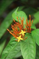 rote und gelbe Ixora-Blume foto