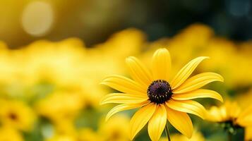 Foto von schön Rudbeckia Blume isoliert auf Weiß Hintergrund. generativ ai