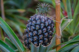 Ananas wachsend Gewächshaus im Azoren foto