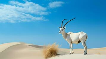 Foto von ein arabisch Oryx im ein Wüste mit Blau Himmel. generativ ai