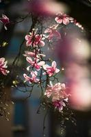 blühende Magnolien in der Altstadt von Straßburg, warmer sonniger Frühling. foto