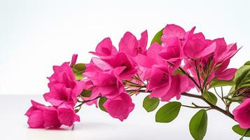 Foto von schön Bougainvillea Blume isoliert auf Weiß Hintergrund. generativ ai