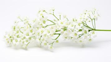 Foto von schön Gypsophila Blume isoliert auf Weiß Hintergrund. generativ ai