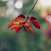 rote baumblätter in der natur im roten hintergrund der herbstsaison foto