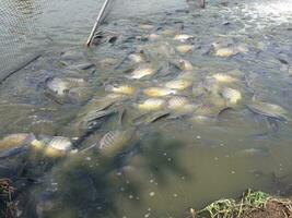 frisch Fisch im das Teich foto