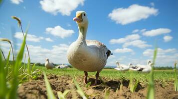 Foto von ein Gans im das Ackerland. generativ ai