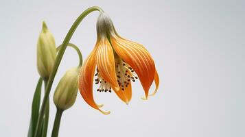 Foto von schön Fritillaria Blume isoliert auf Weiß Hintergrund. generativ ai