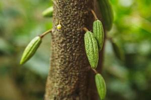 kleine junge Kakaofrucht auf Kakaobaum foto
