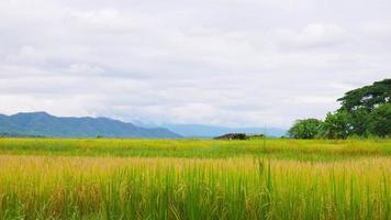 Reisfelder und Himmel mit Berg