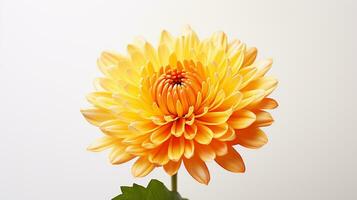 Foto von schön Chrysantheme Blume isoliert auf Weiß Hintergrund. generativ ai