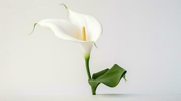 Foto von schön Calla Lilie Blume isoliert auf Weiß Hintergrund. generativ ai