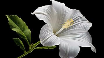 Foto von schön Mondblume isoliert auf Weiß Hintergrund. generativ ai