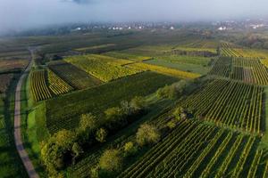 Weinberge im Vorland der Vogesen, Frankreich foto