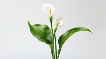 Foto von schön Calla Lilie Blume isoliert auf Weiß Hintergrund. generativ ai