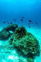 Unterwasserszene mit Korallenriff und Fischen. foto