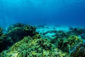 Unterwasserszene mit Korallenriff und Fischen. foto