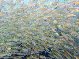unter Wasser Fotos von Meer Fisch Herde