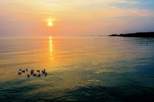 Herde von Möwen schwebend im das Meer beim Sonnenuntergang foto