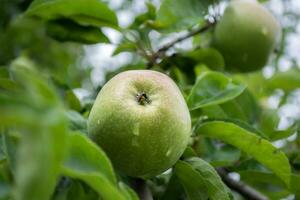 Grün Apfel auf ein Baum im ein Obstgarten im das Sommer. foto