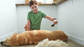 Mädchen Kämmen das Haar von ihr Labrador Hund. Problem Frühling mausern Haustier. foto