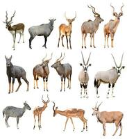 männlich Antilope isoliert foto