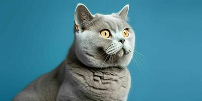 Porträt von ein Silber britisch kurzes Haar Katze isoliert auf Blau Hintergrund. generativ ai foto