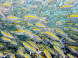 unter Wasser Fotos von Meer Fisch Herde