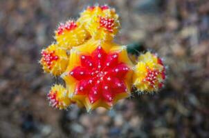 schließen oben schön Blume von Mond Kaktus foto