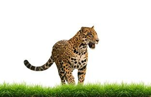Jaguar Panthera onca mit Grün Gras isoliert foto