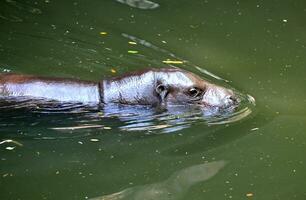 Zwergflusspferd im Wasser foto