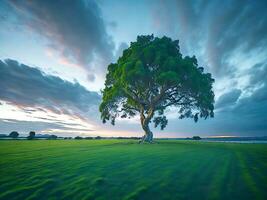 kostenlos Foto breit Winkel Schuss von ein Single Baum wachsend unter ein bewölkt Himmel während ein Sonnenuntergang umgeben durch Gras ai generativ