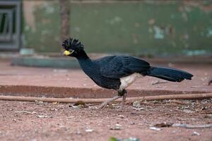 männlicher erwachsener kahlgesichtiger curassow foto