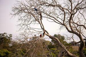 trocken Baum mit Blau Ara und scharlachrot Ara foto