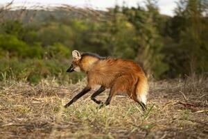 Tier mähnen Wolf foto