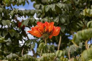 afrikanisch Tulpe Baum Blume foto