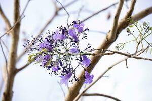 Blau Palisander Baum mit Blumen und selektiv Fokus foto