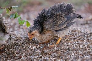 Tier Geflügel Hähnchen jung Henne foto