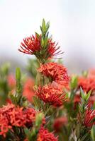 rote dschungelflammenpflanzenblume foto
