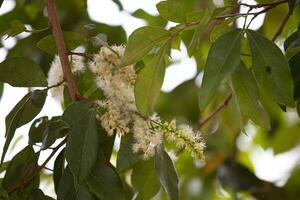 Blumen von das Baum namens inga foto