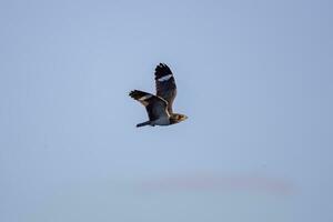 Tier Nacunda Nachtfalke im fliegen foto