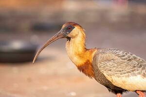 buffnecked ibis foto