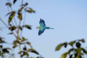 erwachsener blau-gelber Ara foto