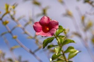 Allamanda blühende Pflanze foto