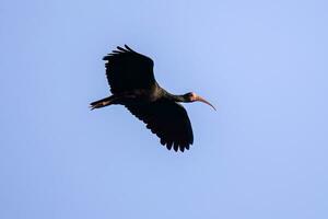 Tier nackt konfrontiert ibis im fliegen foto