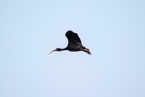 Tier nackt konfrontiert ibis im fliegen foto