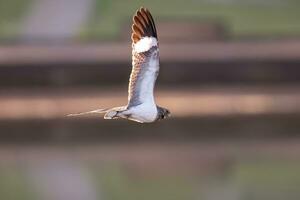 Tier Nacunda Nachtfalke im fliegen foto