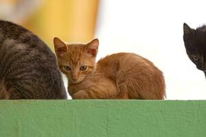 verlassen Katze Säugetier katzenartig Tier foto