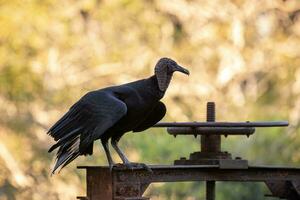 Tier schwarz Geier foto