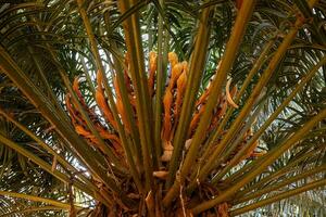 schließen oben Cycad Pflanze foto